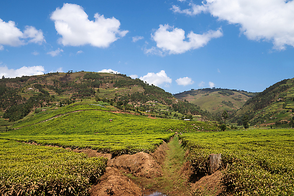 포토 JPG 해외이미지 식물 여행 밭 농업 아프리카 자연 하늘 산 파노라마 풍경 사람없음 야외 여름 관광지 환경 계곡 트래킹 하이킹 시골 차 언덕 생태계 내추럴 밭일 우간다 산맥 해외포토 계절 나라 산업 음료 레저 촬영기법 파일형식 이미지허브