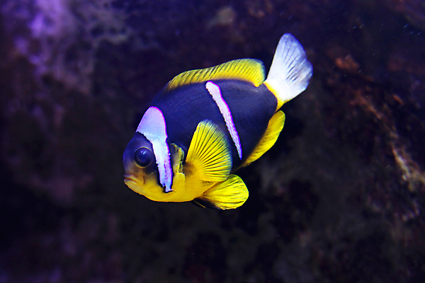 포토 JPG 해외이미지 동물 바다 종류 어류 사람없음 물 수중 해외포토 자연요소 수중동물 파일형식 이미지허브