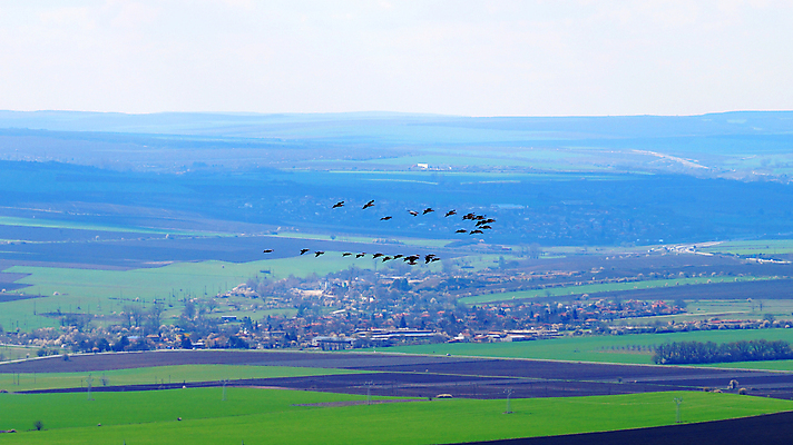포토 JPG 해외이미지 나무 식물 동물 여행 백그라운드 밭 자연 조류 하늘 파노라마 사람없음 파란색 일출 일몰 시골 그룹 땅 반대 철새 남쪽 수평선 해외포토 컬러 농업 촬영기법 노을 방향 생태계 파일형식 이미지허브