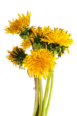 포토 JPG 해외이미지 여러송이 실내 사람없음 민들레 흰배경 시들음 해외포토 꽃 다수 백그라운드 내부 흰색 파일형식 이미지허브