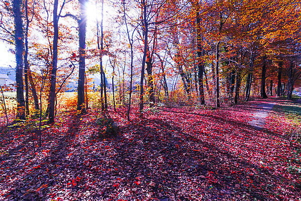 포토 JPG 해외이미지 나무 계절 공원 도로 길 여행 컨셉 잎 하늘 추상 거리 바닥 사람없음 장식 빛 컬러풀 햇빛 태양 일몰 산책 활발 수확 도시 분위기 목표 숲 엽서 긍정 땅바닥 방법 블러 패기 해외포토 자연요소 식물 공공시설 컬러 무늬 농업 교통시설 휴식 노을 자신감 편지 파일형식 이미지허브