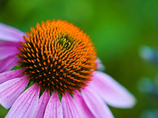포토 JPG 해외이미지 식물 꽃잎 꽃 벽 줄기 분홍색 잎 꽃무늬 오렌지 자연 씨앗 사람없음 야외 초록색 뷰티 약 머리 정원 보라색 침묵 들꽃 수확 성장 벚꽃 개화 허브 원예 장면 원뿔 내추럴 면역력 해외포토 도형 컬러 무늬 농업 과일 의학 취미 신체부위 소리 생태계 파일형식 이미지허브