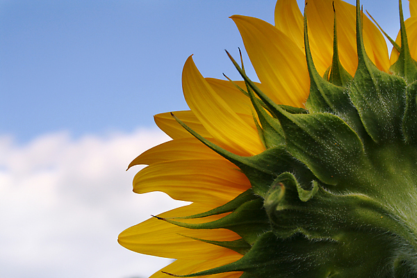 포토 JPG 해외이미지 주간 꽃잎 하늘 해바라기 근접촬영 사람없음 야외 아웃포커스 꽃대 해외포토 자연요소 꽃 뷰포인트 촬영기법 파일형식 이미지허브