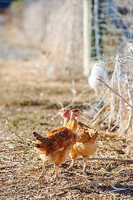 포토 JPG 해외이미지 동물 음식 밭 농업 자연 조류 주택 건강 육류 사람없음 야외 빨간색 농장 갈색 환경 농사 계란 검은색 치킨 가축 봄 시골 농부 낟알 땅 깃털 유기농 부리 수탉 내추럴 무료 밭일 수유 암탉 해외포토 직업 웰빙 계절 산업 컬러 식재료 건물 알 닭 암컷 수컷 생태계 닭고기요리 파일형식 이미지허브