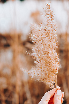 포토 JPG 해외이미지 손 들기 풍경 아웃포커스 신체부위 가을 팜파스그라스 해외포토 식물 계절 모션 촬영기법 사람 파일형식 이미지허브