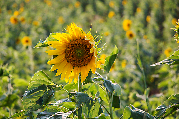 포토 JPG 해외이미지 주간 줄기 잎 꽃밭 해바라기 사람없음 야외 아웃포커스 해외포토 자연요소 식물 꽃 촬영기법 파일형식 이미지허브