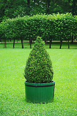 포토 JPG 해외이미지 모양 나무 식물 공원 꽃 잎 자연 사람없음 야외 장식 초록색 울타리 정원 성장 벚꽃 원형 센터 관목 원예 상록수 영원 해외포토 도형 공공시설 컬러 취미 담장 생태계 파일형식 이미지허브