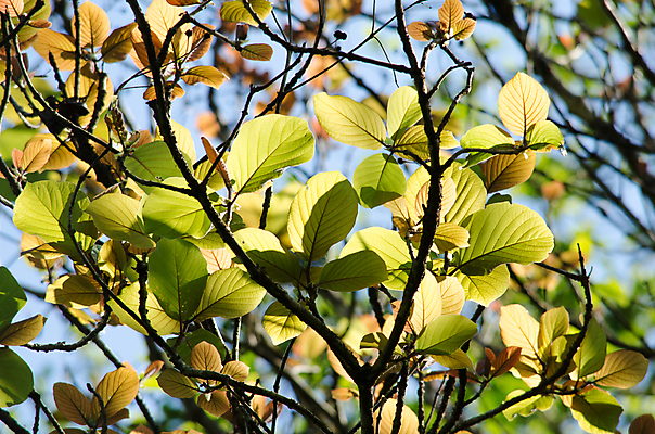 포토 JPG 해외이미지 식물 템플릿 디자인 백그라운드 잎 패턴 자연 추상 프레임 사람없음 목재 초록색 빛 환경 봄 젖음 성장 물방울 신선 작음 유기농 질감 내추럴 인공 해외포토 나무 웰빙 계절 컬러 무늬 재료 크기 생태계 파일형식 이미지허브