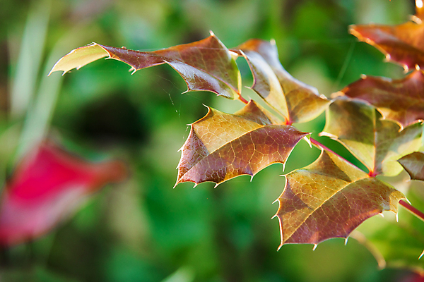 포토 JPG 해외이미지 식물 디자인 줄기 백그라운드 잎 부분 자연 사람없음 빨간색 초록색 여름 장미 나뭇가지 신선 고명 개화 닫기 배열 스파이크 정맥 내추럴 엘리먼트 영원 옛날 해외포토 나무 계절 꽃 컬러 모션 생태계 혈관 파일형식 이미지허브