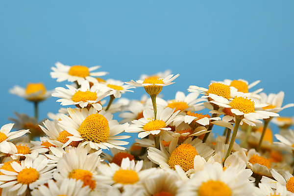 포토 JPG 해외이미지 식물 계절 꽃 꽃다발 백그라운드 자연 하늘 사람없음 옆모습 여름 파란색 약 머리 우주 봄 흰색 신선 그룹 닫기 약초 허브 데이지 각도 캐모마일 많음 해외포토 뷰포인트 컬러 컨셉 의학 모션 신체부위 풀_식물 생태계 파일형식 이미지허브