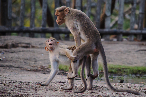 포토 JPG 해외이미지 나무 동물 여자 얼굴 야생동물 여행 2 포유류 가족 자연 엄마 털 앉기 사람없음 초록색 원숭이 아기 먹기 유인원 수유 해외포토 식물 컬러 관계 모션 사람 신체부위 생태계 파일형식 이미지허브