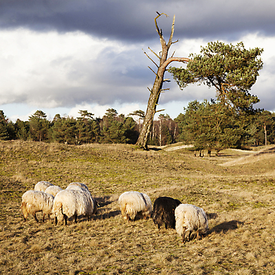 포토 JPG 해외이미지 나무 식물 동물 계절 유럽 밭 농업 포유류 자연 하늘 따뜻함 사람없음 야외 초록색 파란색 빛 햇빛 노란색 평화 환경 가축 흰색 시골 소나무 양 그룹 황무지 군중 주식 숲 방목 먹기 네덜란드 밭일 생태학 찰과상 수평선 해외포토 교육 나라 산업 컬러 컨셉 모션 사람 금융 태양 축산업 상처 생태계 파일형식 이미지허브