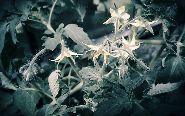 포토 JPG 해외이미지 식물 계절 꽃 음식 백그라운드 잎 농업 토마토 채소 자연 새로움 실내 건강 씨앗 사람없음 초록색 갈색 노란색 새싹 정원 흙 봄 성장 벚꽃 흰색 나뭇가지 신선 그룹 냄비 유기농 먼지 내추럴 광합성 땅바닥 모종 온실 많음 카피스페이스 세련 해외포토 나무 웰빙 산업 컬러 컨셉 바닥 내부 공백 솥 생태계 파일형식 이미지허브