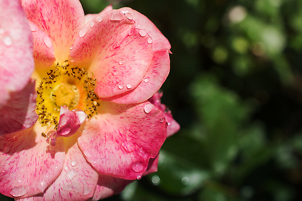 포토 JPG 해외이미지 주간 근접촬영 사람없음 야외 아웃포커스 장미 빗방울 암술 꽃수술 해외포토 자연요소 꽃 뷰포인트 촬영기법 꽃술_꽃 비_날씨 파일형식 이미지허브