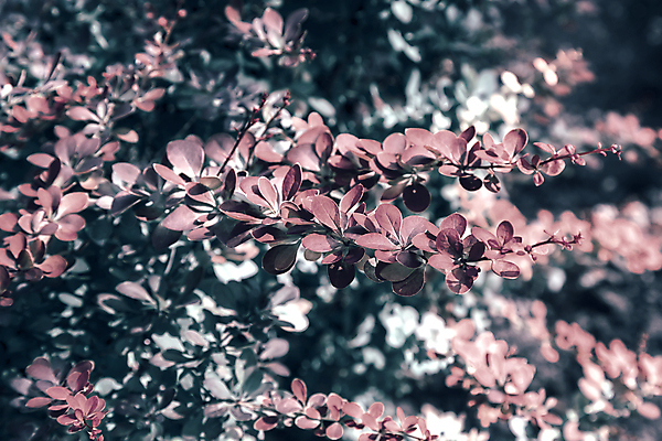 포토 JPG 해외이미지 식물 계절 공원 열매 백그라운드 낙엽 잎 꽃무늬 왕관 종류 사람없음 장식 빨간색 초록색 컬러풀 뷰티 정원 가을 나뭇가지 가시 관목 내추럴 심기 카피스페이스 해외포토 나무 공공시설 꽃 컬러 무늬 모션 공백 파일형식 이미지허브