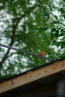 포토 JPG 해외이미지 나무 동물 남자 야생동물 날개 자연 조류 하늘 사람없음 야외 빨간색 검은색 봄 활발 나뭇가지 깃털 부리 진홍색 해외포토 식물 계절 컬러 컨셉 사람 생태계 파일형식 이미지허브