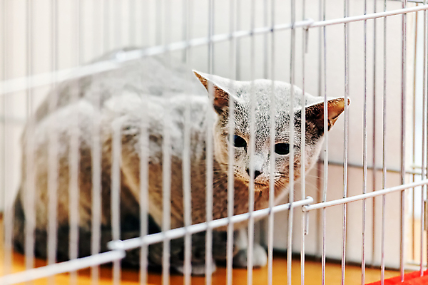 포토 JPG 해외이미지 한마리 실내 사람없음 반려동물 고양이 철장 반려묘 해외포토 동물 1 포유류 내부 파일형식 이미지허브