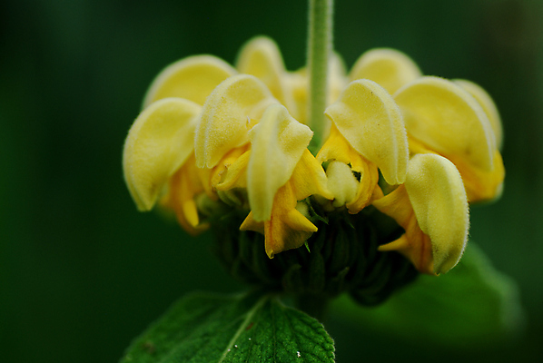 포토 JPG 해외이미지 식물 디자인 계절 꽃 꽃다발 컨셉 꽃무늬 밭 자연 추상 선물 초원 사람없음 야외 빨간색 초록색 여름 파란색 빛 햇빛 태양 뷰티 노란색 정원 봄 벚꽃 흰색 신선 닫기 다발 원예 데이지 공상 내추럴 국경 해외포토 자연요소 컬러 무늬 농업 모션 취미 생태계 파일형식 이미지허브