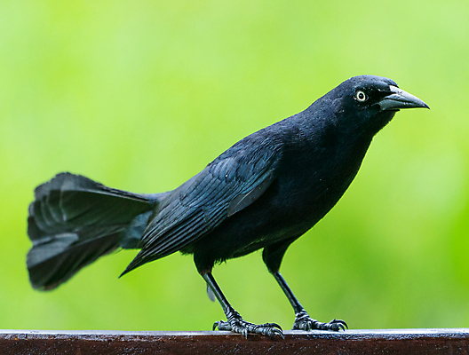 포토 JPG 해외이미지 동물 공원 남자 야생동물 백그라운드 날개 자연 조류 앉기 사람없음 야외 빛 검은색 미국 관찰 큼 깃털 꼬리 부리 쿠바 내추럴 철책 해외포토 공공시설 컬러 북아메리카 모션 사람 중앙아메리카 크기 생태계 파일형식 이미지허브