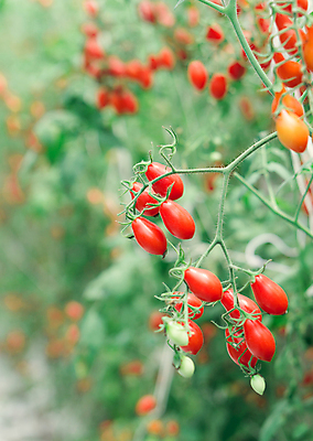 포토 JPG 해외이미지 나무 식물 계절 음식 백그라운드 잎 밭 농업 토마토 채소 과일 자연 매달리기 건강 사람없음 빨간색 초록색 여름 농장 정원 수확 성장 나뭇가지 신선 체리 케첩 다발 유기농 날것 내추럴 숙성 심기 온실 채식주의자 해외포토 웰빙 산업 컬러 모션 소스_음식 생태계 채식 파일형식 이미지허브