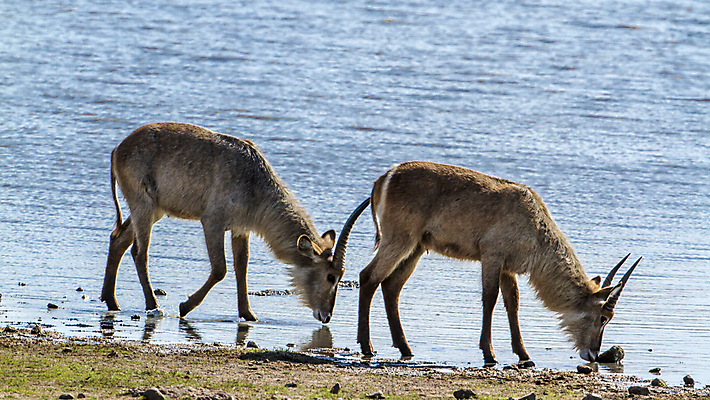 포토 JPG 해외이미지 동물 남자 야생동물 2 포유류 아프리카 자연 국립공원 사람없음 마시기 보호 사파리 영양 남아프리카 보호구역 해외포토 공원 나라 컨셉 모션 사람 생태계 구역 파일형식 이미지허브