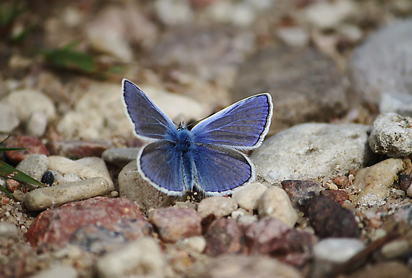 포토 JPG 해외이미지 동물 계절 꽃 유럽 야생동물 나비 곤충 백그라운드 날개 자연 사람없음 가로 여름 컬러풀 뷰티 일출 환경 정원 일본 일몰 놀람 봄 꿈 수확 골동품 시골 뜨거움 그리기 체리 황무지 재산 우아함 벌레 숲 묘사 유기농 복고 내추럴 무료 블루벨 해외포토 식물 웰빙 감정 나라 아시아 컬러 컨셉 농업 과일 모션 표정 금융 노을 생태계 파일형식 이미지허브