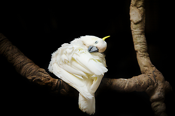 포토 JPG 해외이미지 동물 얼굴 야생동물 백그라운드 날개 아프리카 자연 조류 생물 동물원 사람없음 야외 옆모습 반려동물 컬러풀 노란색 머리 검은색 흰색 호주 순수 깃털 부리 앵무새 계산서 내추럴 결백 고립 생태학 해외포토 교육 나라 뷰포인트 컬러 컨셉 신체부위 오세아니아 생태계 파일형식 이미지허브