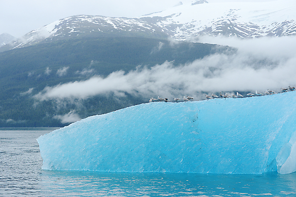 포토 JPG 해외이미지 바다 겨울 자연 사람없음 파란색 얼음 추위 위험 큼 북극 빙하 태평양 빙산 알래스카 깊이 단절 해외포토 자연요소 계절 컬러 컨셉 미국 크기 극지방 생태계 파일형식 이미지허브