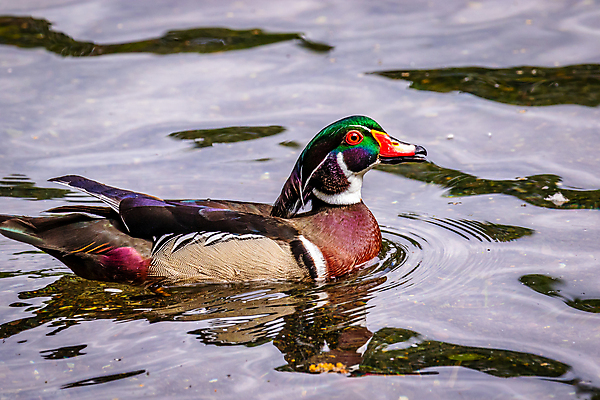 포토 JPG 해외이미지 동물 파도 자연 조류 오리 사람없음 야외 가로 컬러풀 연못 수면 닫기 해외포토 바다 컬러 모션 물 생태계 파일형식 이미지허브