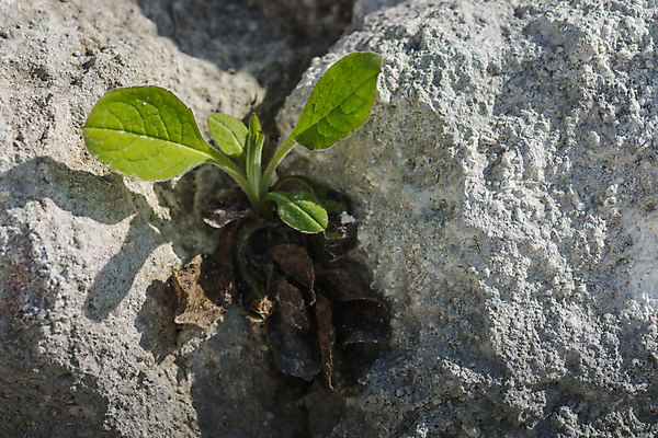 포토 JPG 해외이미지 나무 식물 손 꽃 지구 어린이 백그라운드 잎 꽃무늬 농업 자연 새로움 선물 씨앗 사람 사람없음 초록색 여름 컬러풀 뷰티 새싹 환경 정원 봄 성장 보호 보석 원예 먼지 돌봄 땅바닥 모종 생태학 처음 해외포토 계절 교육 산업 컬러 컨셉 무늬 모션 바닥 취미 신체부위 광석 생태계 파일형식 이미지허브
