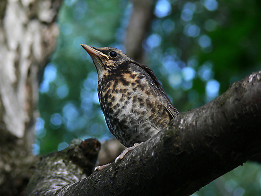 포토 JPG 해외이미지 나무 동물 날개 자연 조류 사람없음 초록색 청춘 나뭇가지 둥지 작음 깃털 꼬리 부리 해외포토 식물 컬러 컨셉 크기 생태계 파일형식 이미지허브