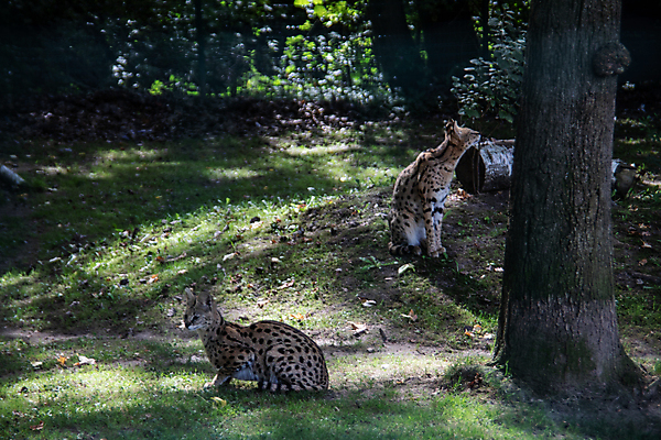 포토 JPG 해외이미지 야생동물 아프리카 자연 수염 털 사람없음 야외 점 수줍음 육식동물 해외포토 동물 감정 나라 생태계 파일형식 이미지허브