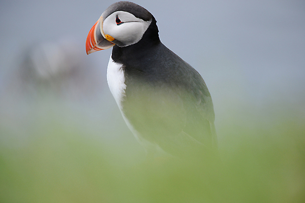 포토 JPG 해외이미지 주간 한마리 조류 사람없음 야외 아웃포커스 소프트포커스 퍼핀 해외포토 자연요소 동물 1 촬영기법 파일형식 이미지허브