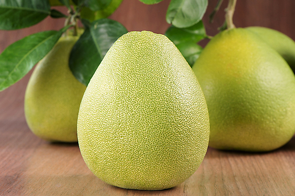 포토 JPG 해외이미지 잎 실내 사람없음 세개 자몽 나무배경 해외포토 식물 백그라운드 과일 3 내부 파일형식 이미지허브