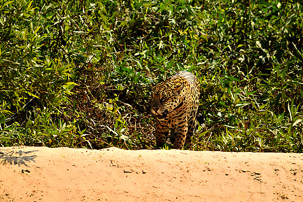 포토 JPG 해외이미지 나무 동물 공원 호수 야생동물 여행 백그라운드 포유류 파충류 자연 조류 하늘 사람없음 야외 초록색 물 파란색 강 컬러풀 미국 젖음 황무지 남아메리카 습지 숲 홍수 앵무새 브라질 생태학 아마존 이국적 재규어 브라질사람 해외포토 자연요소 식물 공공시설 교육 컬러 북아메리카 아메리카 자연재해 생태계 파일형식 이미지허브
