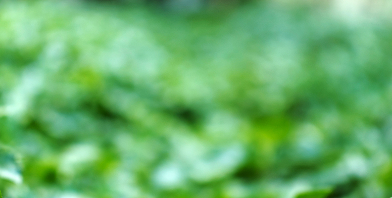 포토 JPG 해외이미지 나무 식물 디자인 계절 공원 꽃 백그라운드 컨셉 잎 패턴 자연 벽지 추상 프레임 잔디 사람없음 초록색 빛 컬러풀 햇빛 태양 뷰티 우주 정원 맑음 봄 흰색 원형 소프트포커스 숲 질감 보케 부드러움 내추럴 광 블러 효과 해외포토 자연요소 도형 공공시설 컬러 무늬 날씨 촬영기법 감각 생태계 파일형식 이미지허브