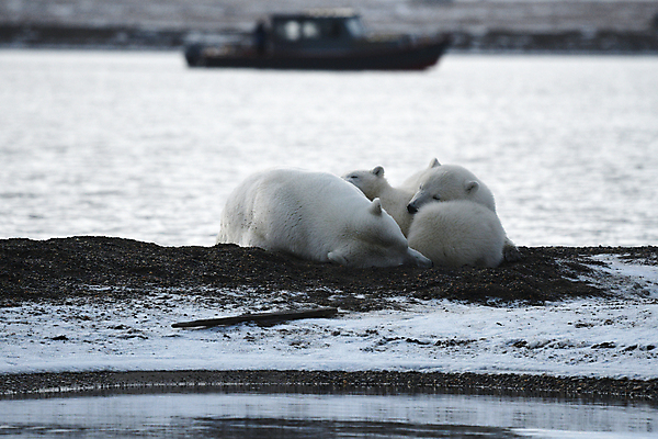 포토 JPG 해외이미지 주간 야생동물 곰 세마리 사람없음 야외 아웃포커스 눕기 잠 북극곰 백곰 해외포토 자연요소 동물 포유류 모션 촬영기법 3 파일형식 이미지허브