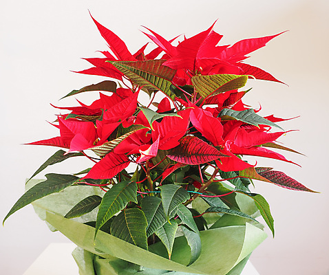 포토 JPG 해외이미지 크리스마스 사람없음 흰배경 포인세티아 해외포토 기념일 꽃 백그라운드 흰색 파일형식 이미지허브