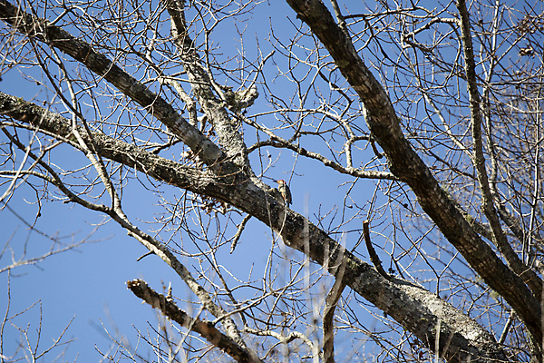 포토 JPG 해외이미지 나무 동물 척추동물 응시 야생동물 과학 낙엽 자연 조류 생물 사람없음 야외 머리 환경 미국 나뭇가지 황무지 숲 깃털 생물학 부리 리빙 계산서 동물상 생태학 조지아 텍사스 플로리다 해외포토 식물 시선 교육 잎 북아메리카 신체부위 조형물 생태계 동유럽 파일형식 이미지허브
