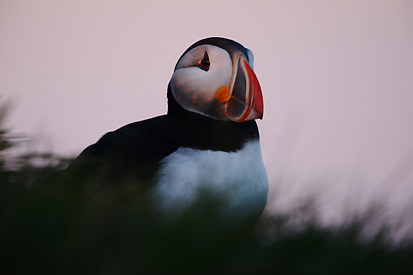 포토 JPG 해외이미지 주간 한마리 조류 사람없음 야외 소프트포커스 퍼핀 해외포토 자연요소 동물 1 촬영기법 파일형식 이미지허브