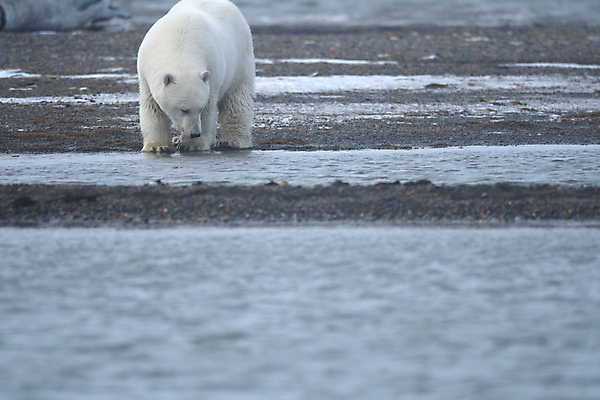 포토 JPG 해외이미지 주간 한마리 야생동물 곰 사람없음 야외 소프트포커스 북극곰 백곰 해외포토 자연요소 동물 1 포유류 촬영기법 파일형식 이미지허브