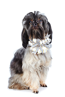 포토 JPG 해외이미지 동물 척추동물 행복 새끼 포유류 휴가 털 선물 사람없음 반려동물 다정 놀람 우정 축하 생일 개 강아지 작음 모피 테리어 활 호기심 푸들 사냥개 테이프 솜털 송곳니 기르기 신앙심 유래 천진난만 해외포토 기념일 감정 컨셉 문구용품 표정 친구 치아 크기 돌봄 파일형식 이미지허브