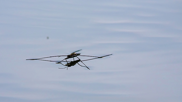 포토 JPG 해외이미지 동물 호수 야생동물 파도 곤충 잎 자연 표면 그림자 서기 사람없음 물 파란색 빛 강 뷰티 반사 갈색 머리 걷기 수영 젖음 연못 닫기 벌레 거미 긴장 스케이터 내추럴 포식 해외포토 자연요소 식물 감정 바다 컬러 모션 운동선수 신체부위 수상스포츠 생태계 파일형식 이미지허브