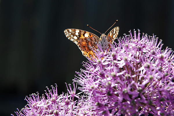 포토 JPG 해외이미지 식물 꽃 야생동물 나비 곤충 절지류 신체 오렌지 자연 사람없음 장식 초록색 여름 컬러풀 뷰티 환경 보라색 봄 벚꽃 흰색 개화 수분 수집 꽃가루 해외포토 동물 계절 컬러 과일 가루 생태계 파일형식 이미지허브