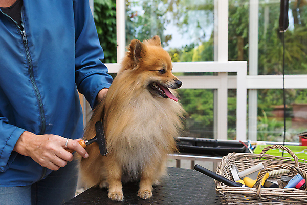 포토 JPG 해외이미지 탁자 실내 한명 들기 앉기 상반신 성인 앞모습 반려동물 개 돌봄 애견미용 애견빗 포메라니안 성인한명만 해외포토 동물 1 뷰포인트 가구 포유류 모션 사람 내부 뷰티 애견용품 성인만 파일형식 이미지허브
