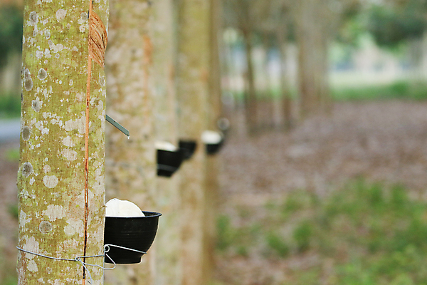 포토 JPG 해외이미지 나무 식물 산업 아시아 잎 농업 태국 자연 사람없음 목재 초록색 농작물 농장 환경 정원 우유 수확 흰색 시골 신선 사발 숲 날것 고무 내추럴 라텍스 줄서기 해외포토 나라 컬러 재료 모션 유제품 사기그릇 생태계 파일형식 이미지허브