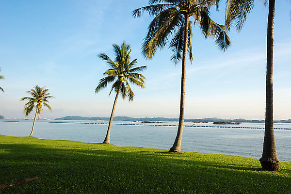 포토 JPG 해외이미지 나무 모래 바다 섬 여행 백그라운드 자연 하늘 휴가 휴식 손바닥 사람없음 야외 초록색 물 파란색 태양 맑음 휴양지 코코넛 파라다이스 해외포토 자연요소 식물 손 컬러 컨셉 과일 날씨 장소 생태계 파일형식 이미지허브