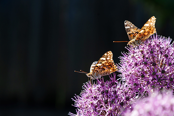 포토 JPG 해외이미지 식물 꽃 야생동물 나비 곤충 절지류 신체 오렌지 자연 사람없음 장식 초록색 여름 컬러풀 뷰티 환경 보라색 봄 벚꽃 흰색 개화 수분 수집 꽃가루 해외포토 동물 계절 컬러 과일 가루 생태계 파일형식 이미지허브