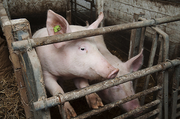 포토 JPG 해외이미지 동물 분홍색 농업 생물 돼지고기 사람없음 경제 반려동물 농장 펜 가축 돼지 농부 뿌리기 밭일 해외포토 직업 산업 컬러 포유류 모션 육류 필기구 파일형식 이미지허브