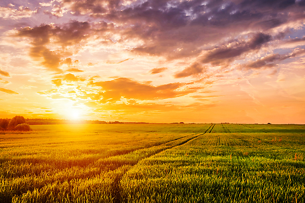 포토 JPG 해외이미지 자연 하늘 사람없음 야외 햇빛 태양 농경지 일몰 해외포토 자연요소 농장 노을 생태계 파일형식 이미지허브